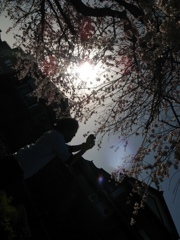 桜と夕日の中の黄昏