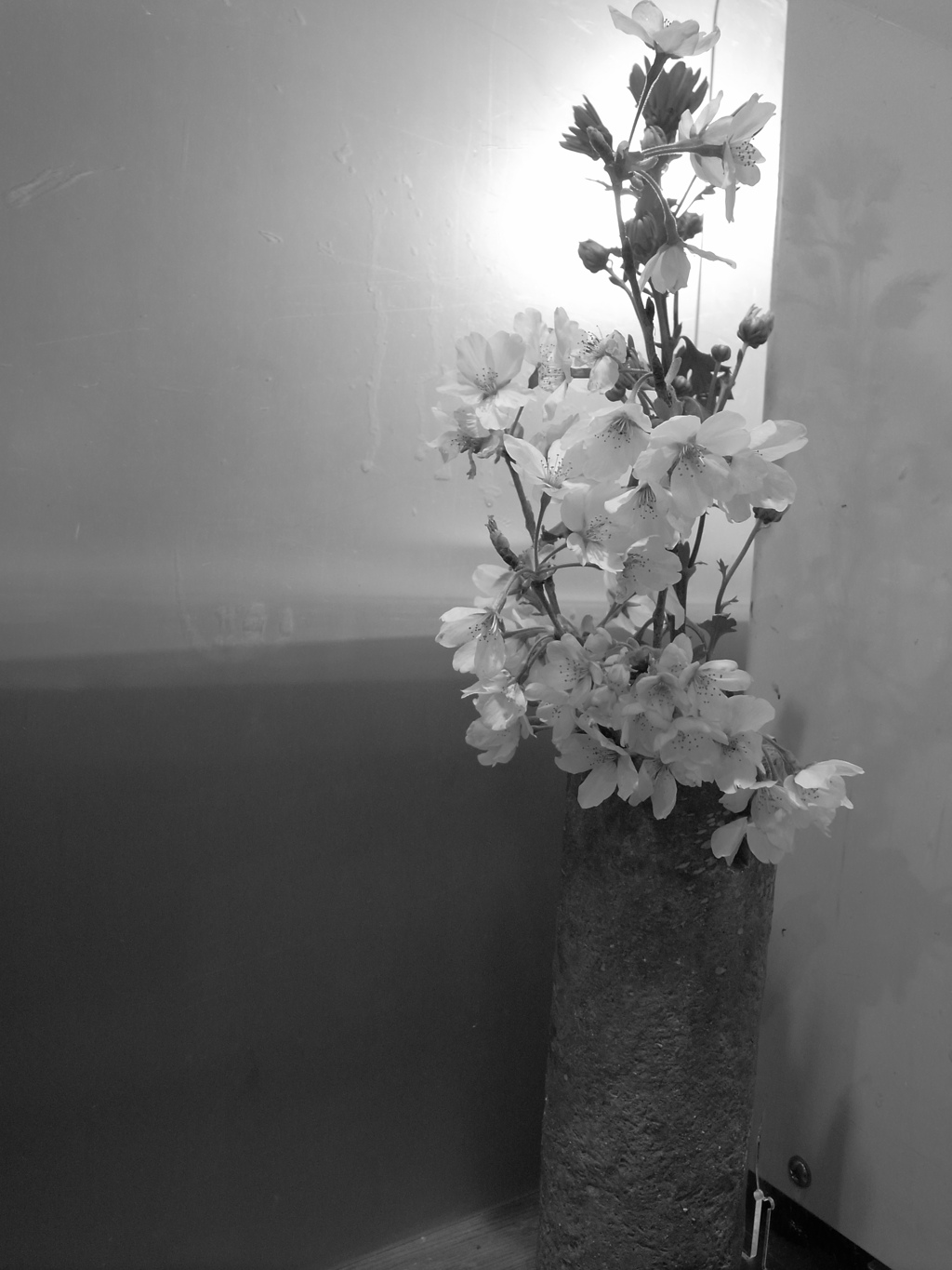 モノクロな桜