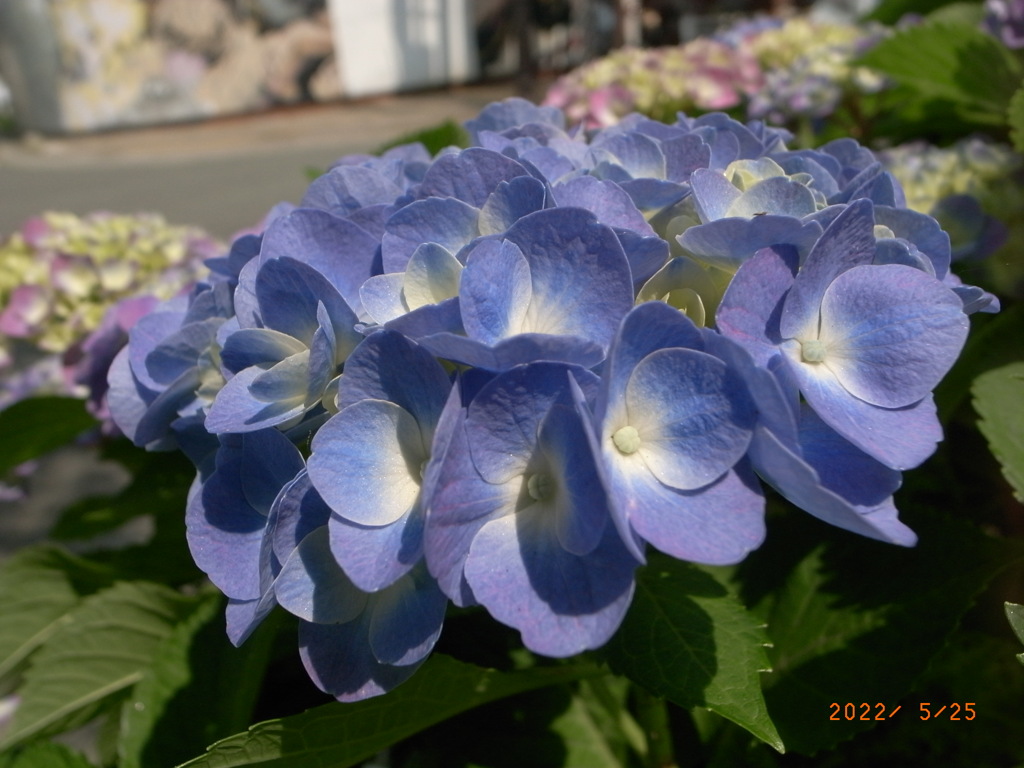 紫陽花