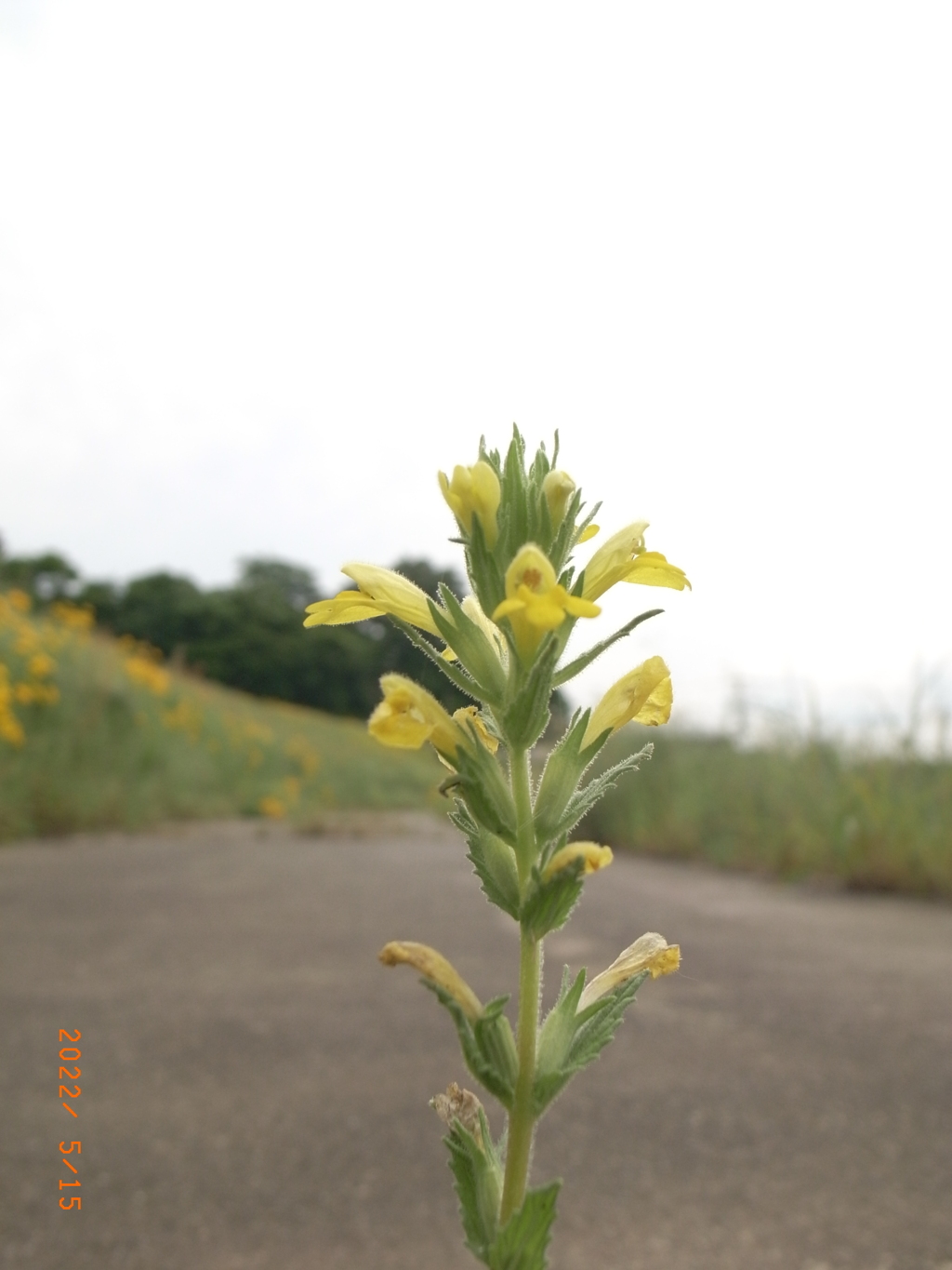 道端に咲く花