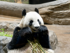 上野動物園のパンダ