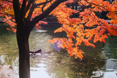 コンデジも悪くないです