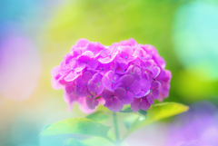 パステルカラー　紫陽花