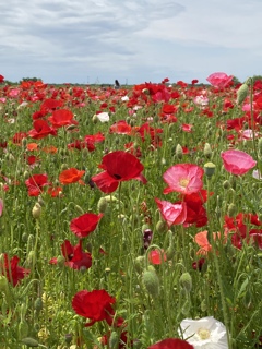 A94EA762-A645-4E3D-A24D-869B8826244C