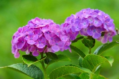 アジサイ/ 紫陽花