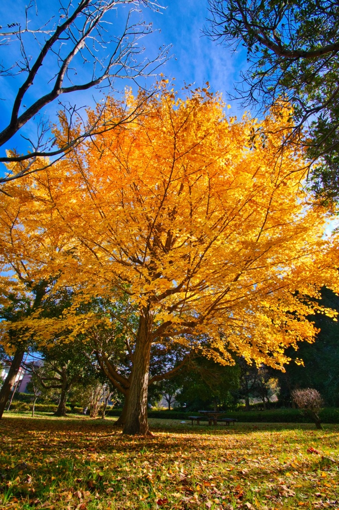 イチョウ/ 銀杏