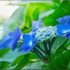 ガクアジサイ/ 額紫陽花