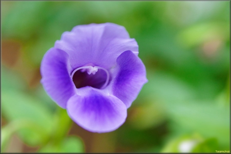 F2408-0053-torenia-1lne