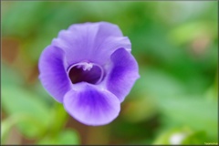 F2408-0053-torenia-1lne