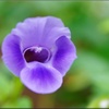 F2408-0053-torenia-1lne