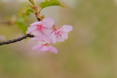 カワヅザクラ/ 河津桜