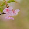 カワヅザクラ/ 河津桜