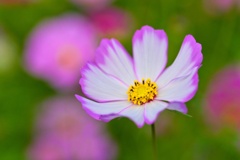 コスモス/ 秋桜