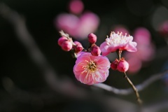 コウバイ/ 紅梅