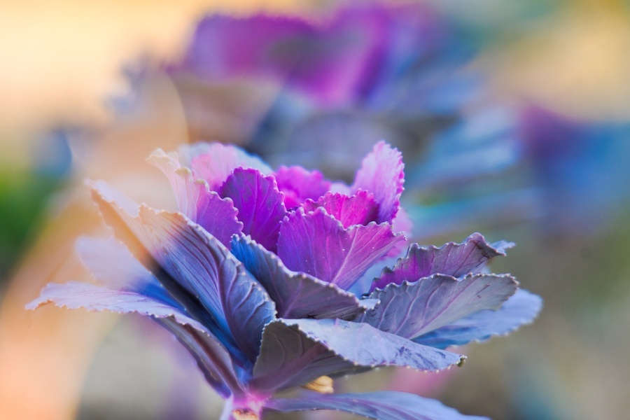 ハボタン/ 葉牡丹