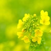 ナノハナ/ 菜の花