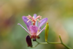 タイワンホトトギス/ 台湾杜鵑草 台湾時鳥草