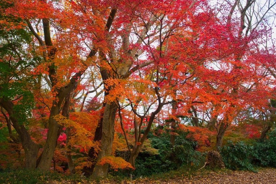 モミジ/ 紅葉