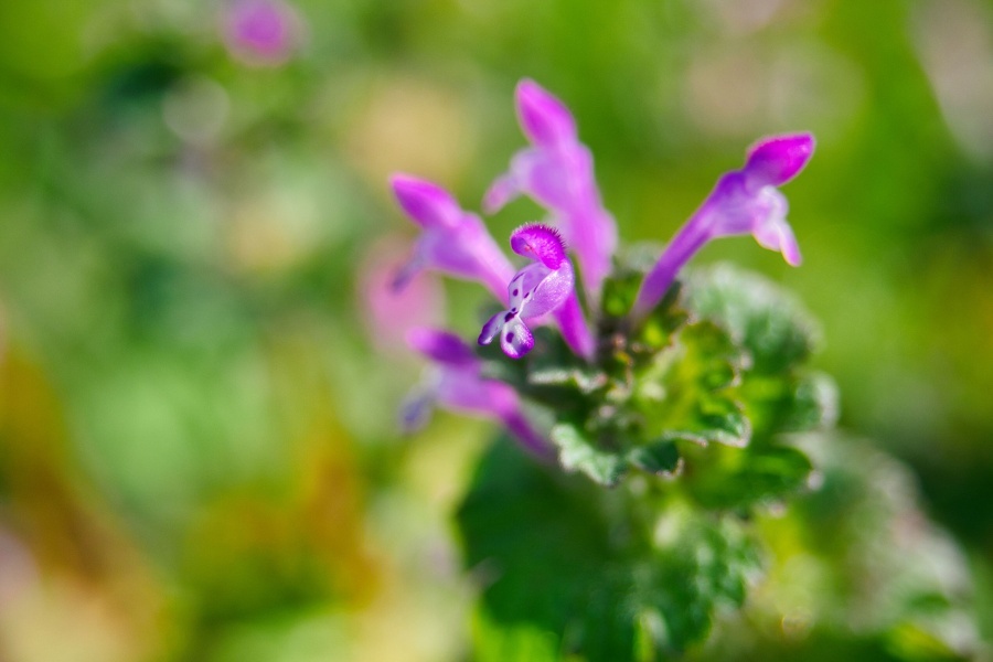 ホトケノザ/ 仏の座