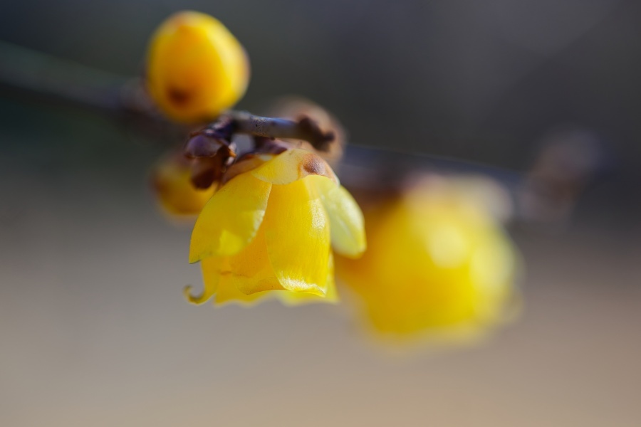 ソシンロウバイ/ 素心蝋梅