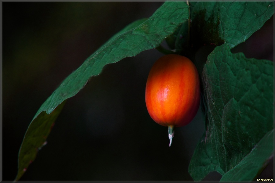 カラスウリ/ 烏瓜