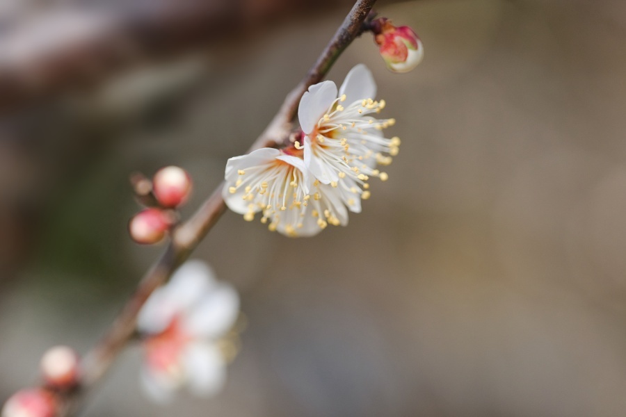 ハクバイ/ 白梅