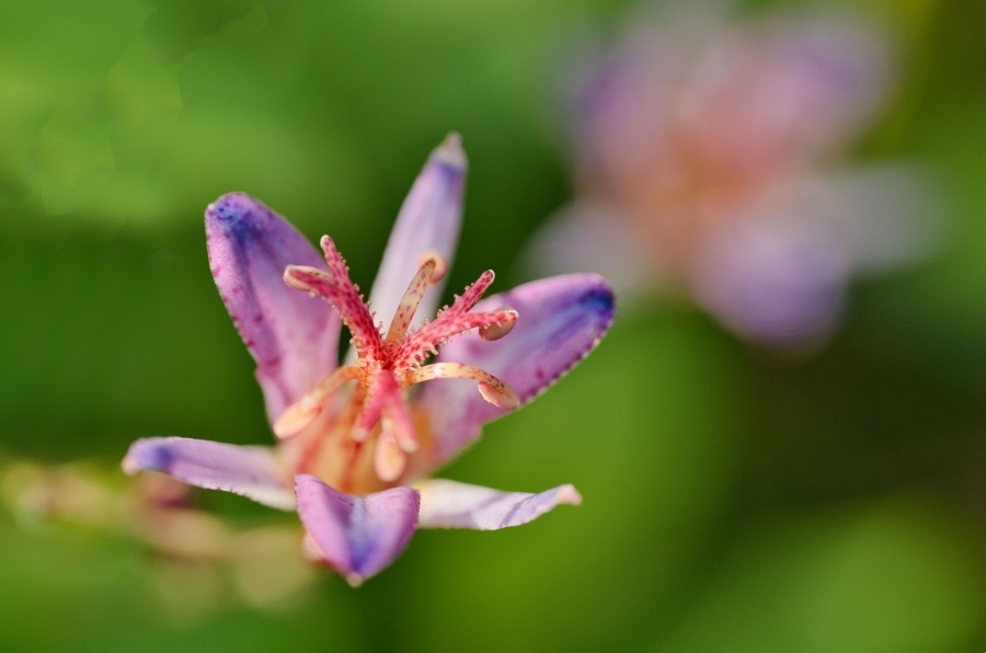 タイワンホトトギス/ 台湾杜鵑草 台湾時鳥草