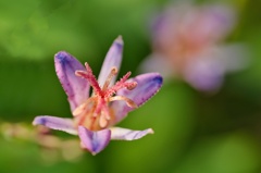 タイワンホトトギス/ 台湾杜鵑草 台湾時鳥草
