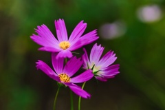 コスモス/ 秋桜
