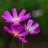 コスモス/ 秋桜