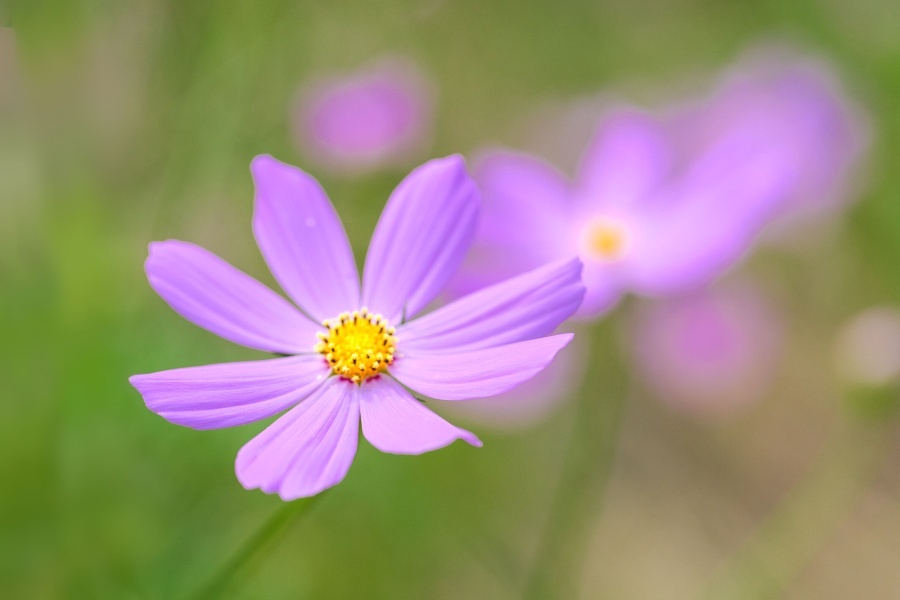 コスモス/ 秋桜