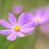 コスモス/ 秋桜