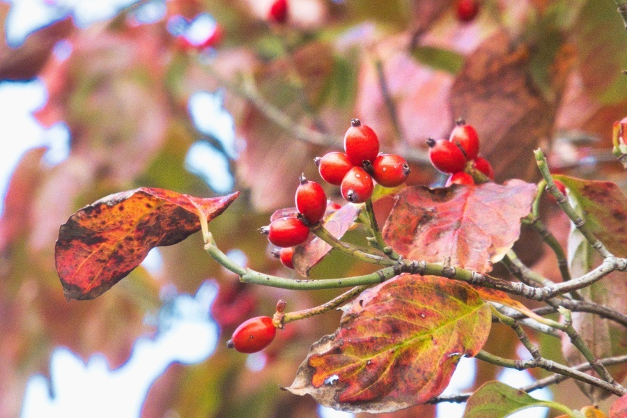 ハナミズキ/ 花水木