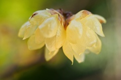 ソシンロウバイ/ 素心蝋梅