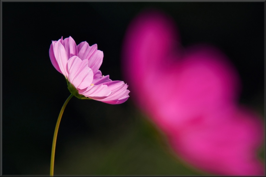 コスモス/ 秋桜