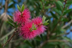 ブラシノキ/ ブラシの木