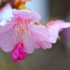 カワヅザクラ/ 河津桜
