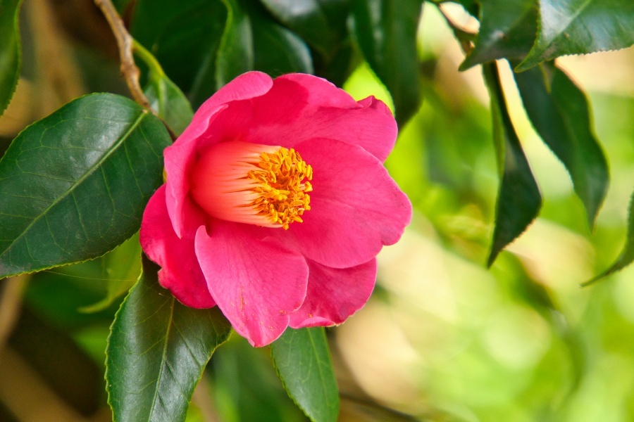 ヤブツバキ/ 藪椿