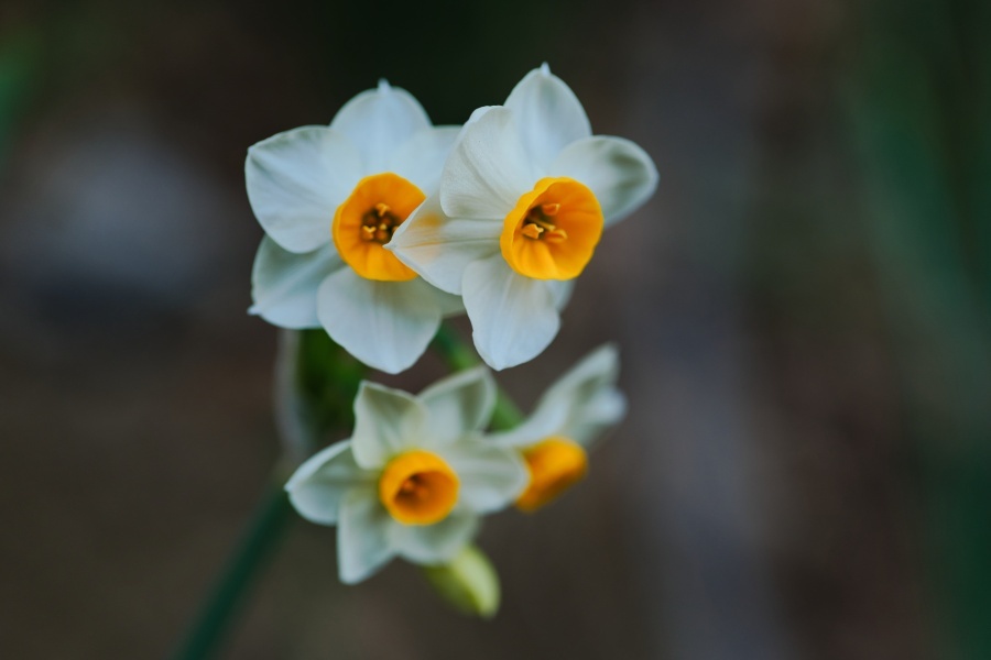 スイセン/ 水仙