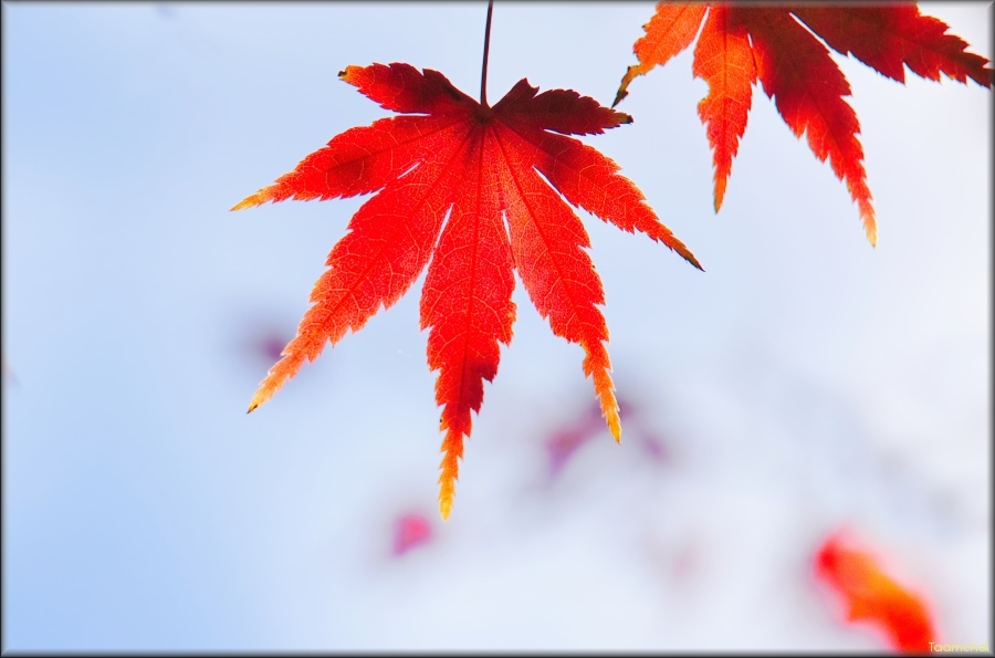 モミジ/ 紅葉