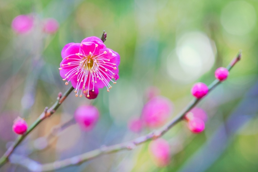 コウバイ/ 紅梅