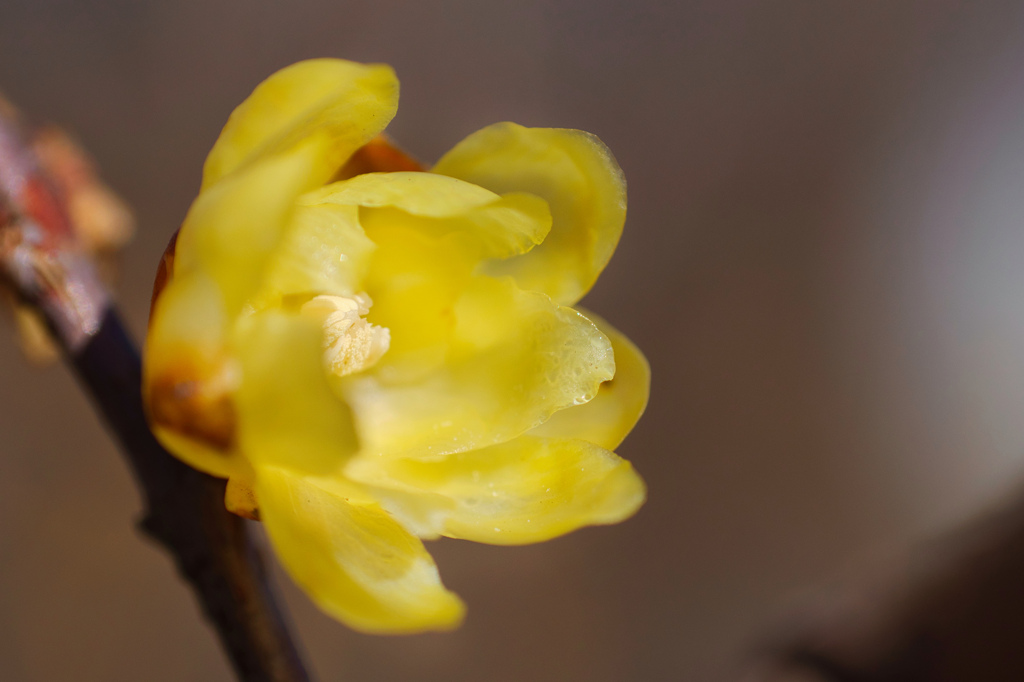 ソシンロウバイ/ 素心蝋梅