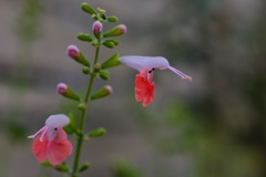 サルビア・コクシネア