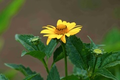 キクイモ/ 菊芋