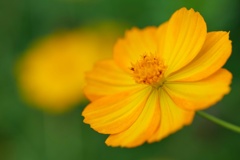 キバナコスモス/ 黄花秋桜