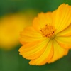 キバナコスモス/ 黄花秋桜