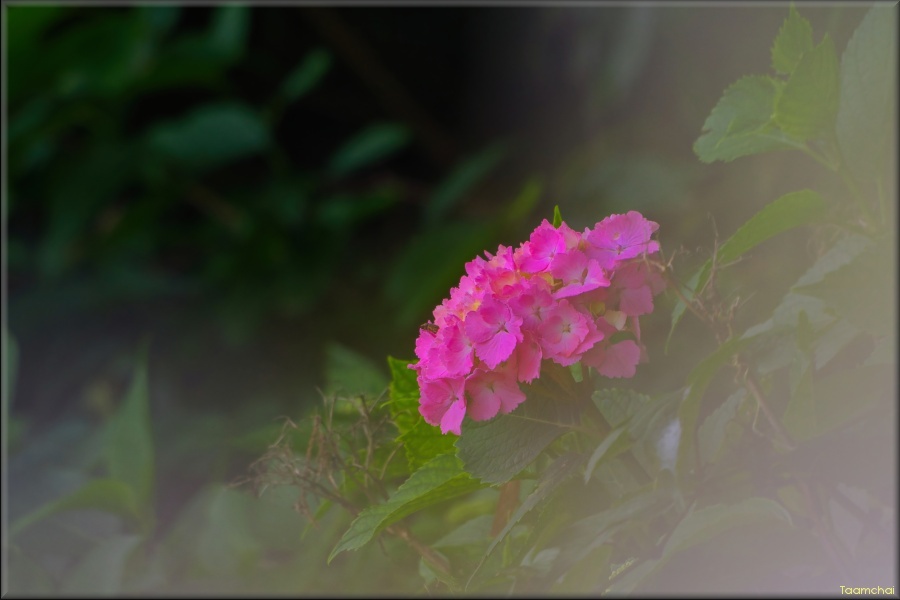 アジサイ/ 紫陽花