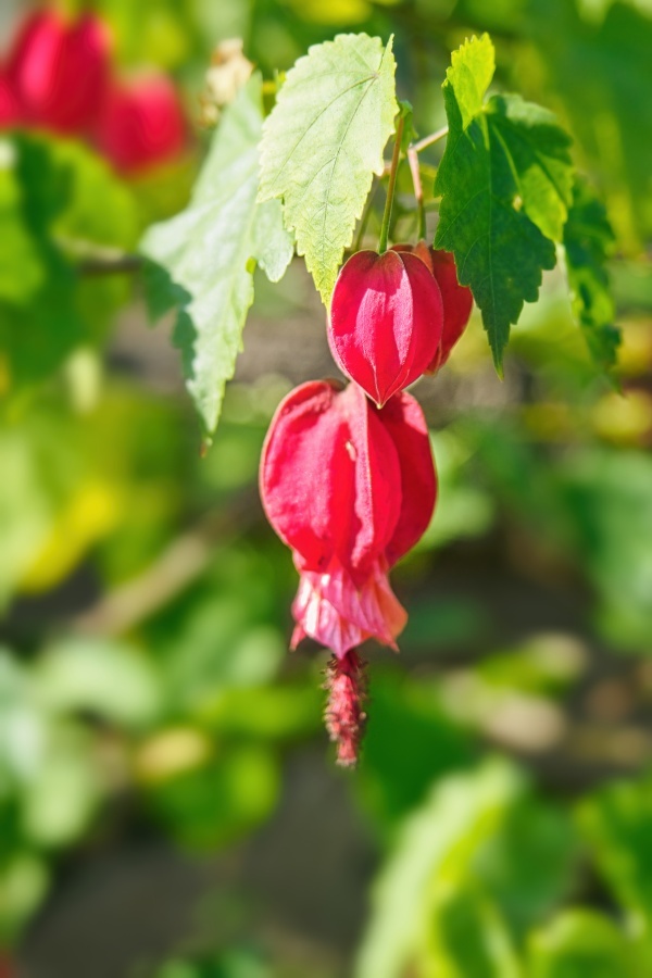 ウキツリボク/ 浮釣木 