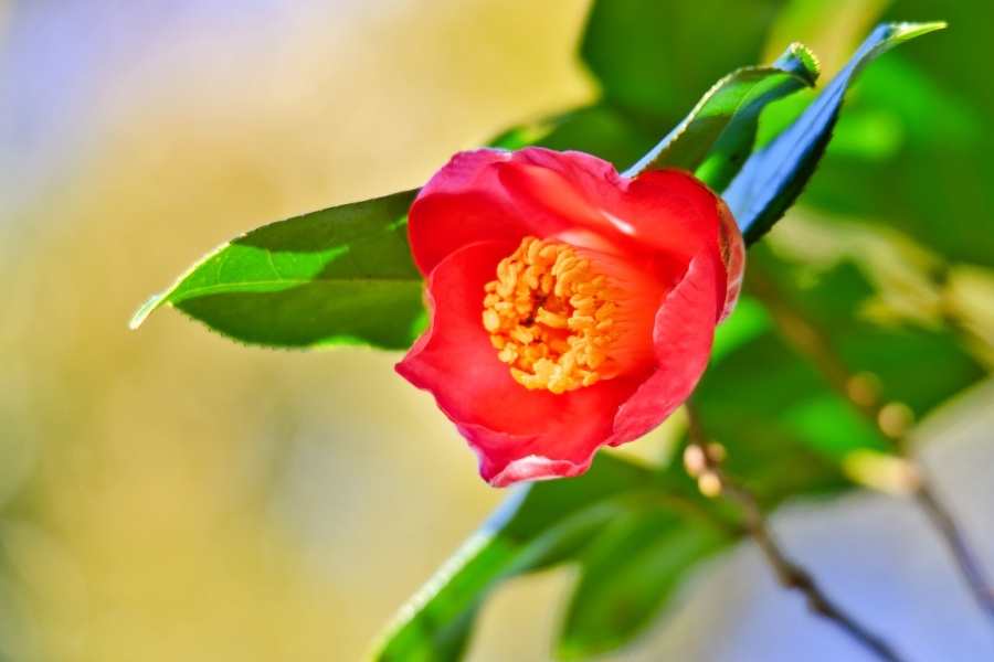 ヤブツバキ/ 藪椿 