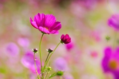 コスモス/ 秋桜
